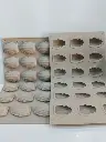 Moule silicone madleine francais 18pcs